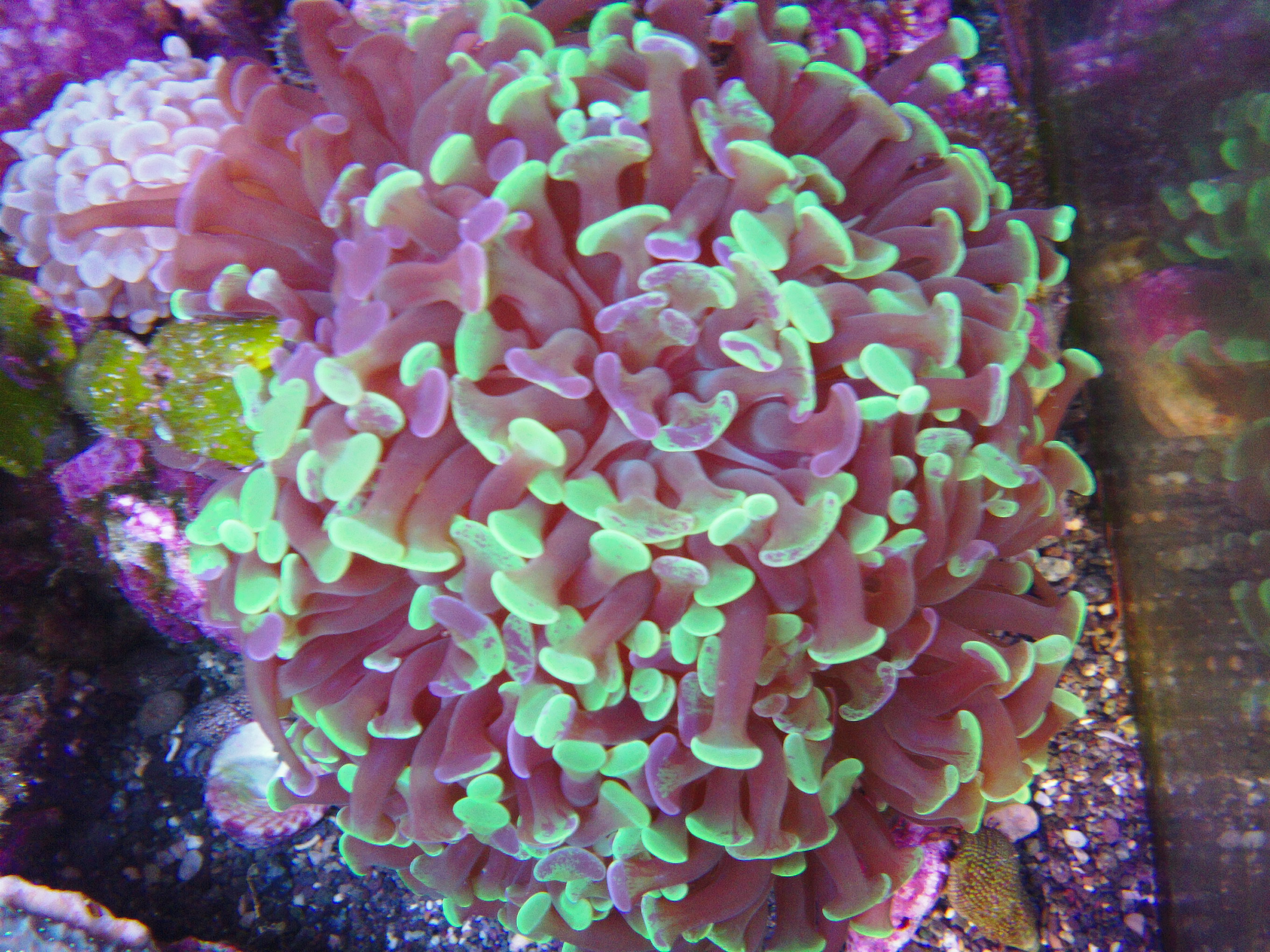 Coral 10. Euphyllia paraancora. Коралл Эуфилия факельная. Холли Грааль Эуфилия. Коралл Эуфилия драгон.