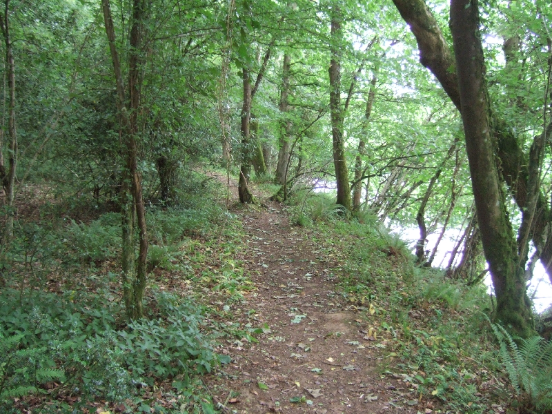 File:Exe Valley Way in Backs Wood - geograph.org.uk - 2451409.jpg