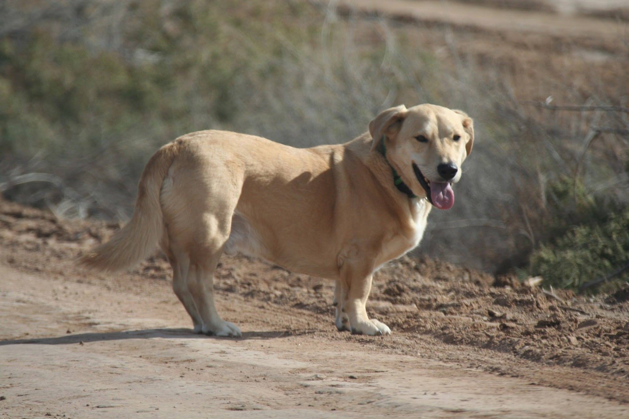 basset hound lab mix