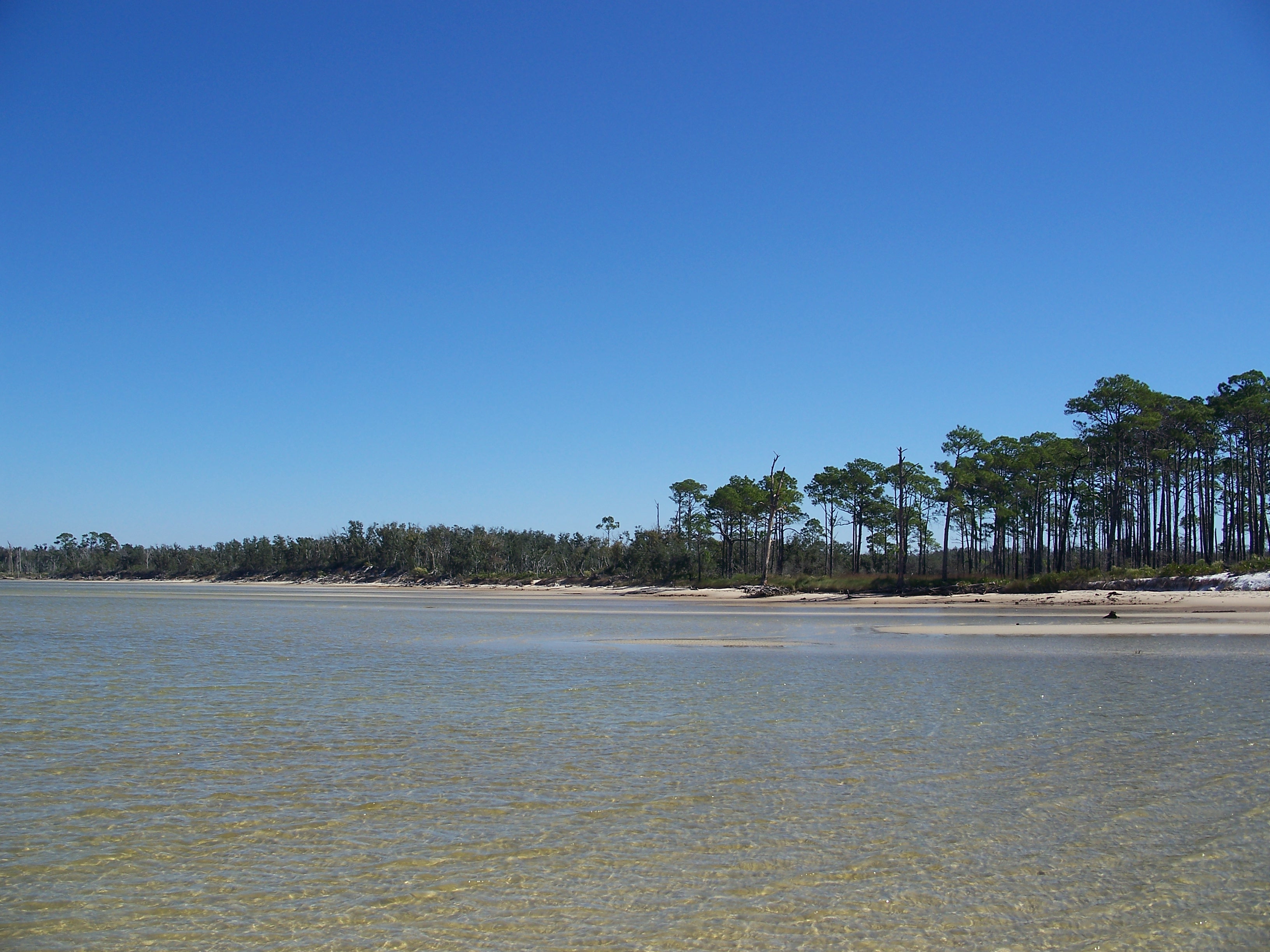 are dogs allowed on beach at national live oaks