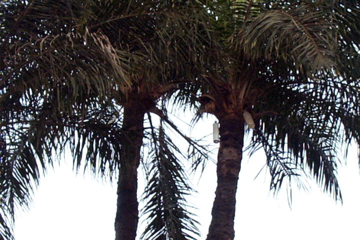 File:Gambia palmwein.JPG