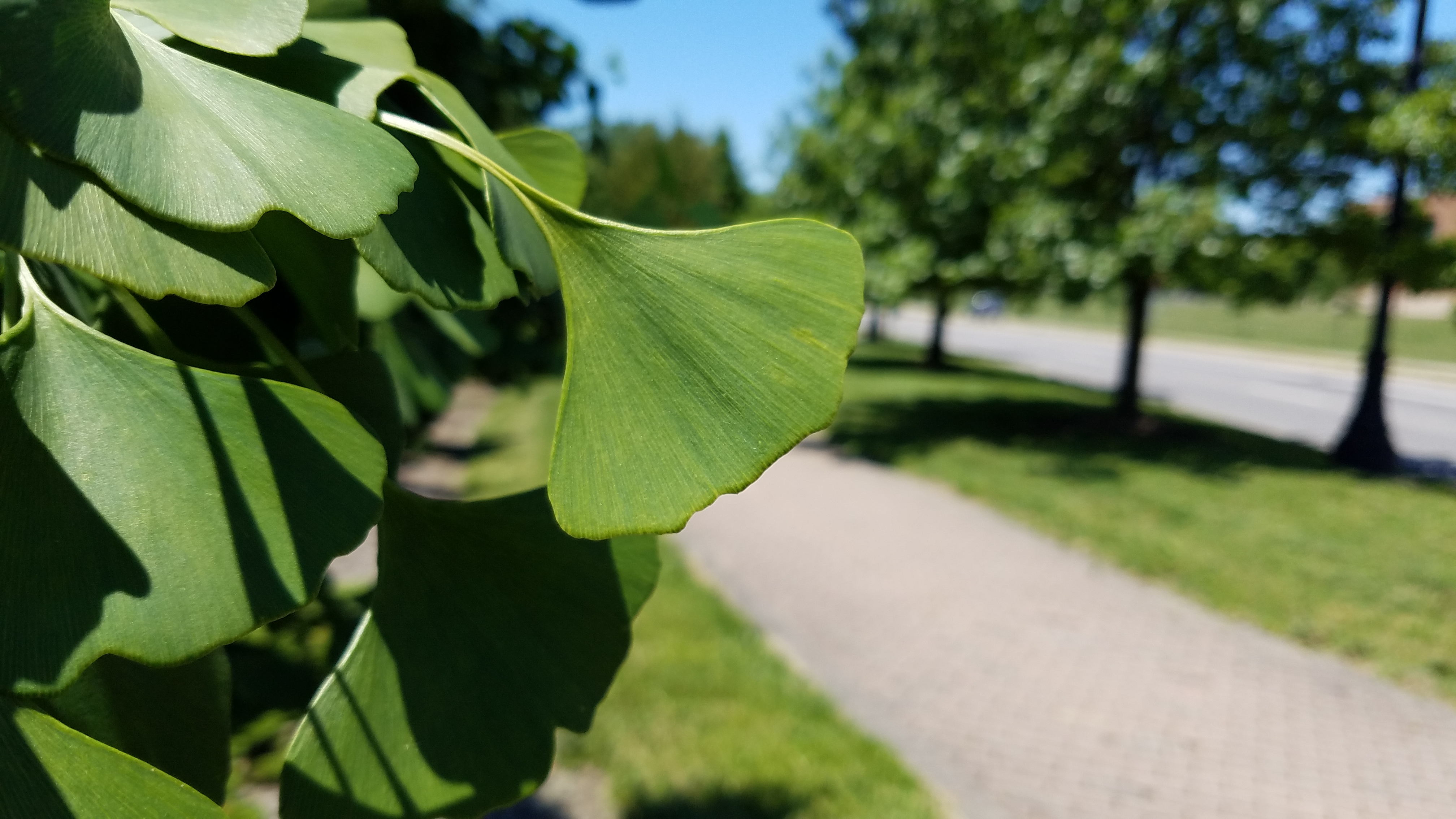 Гинкго билоба Ginkgo Biloba California Sunset