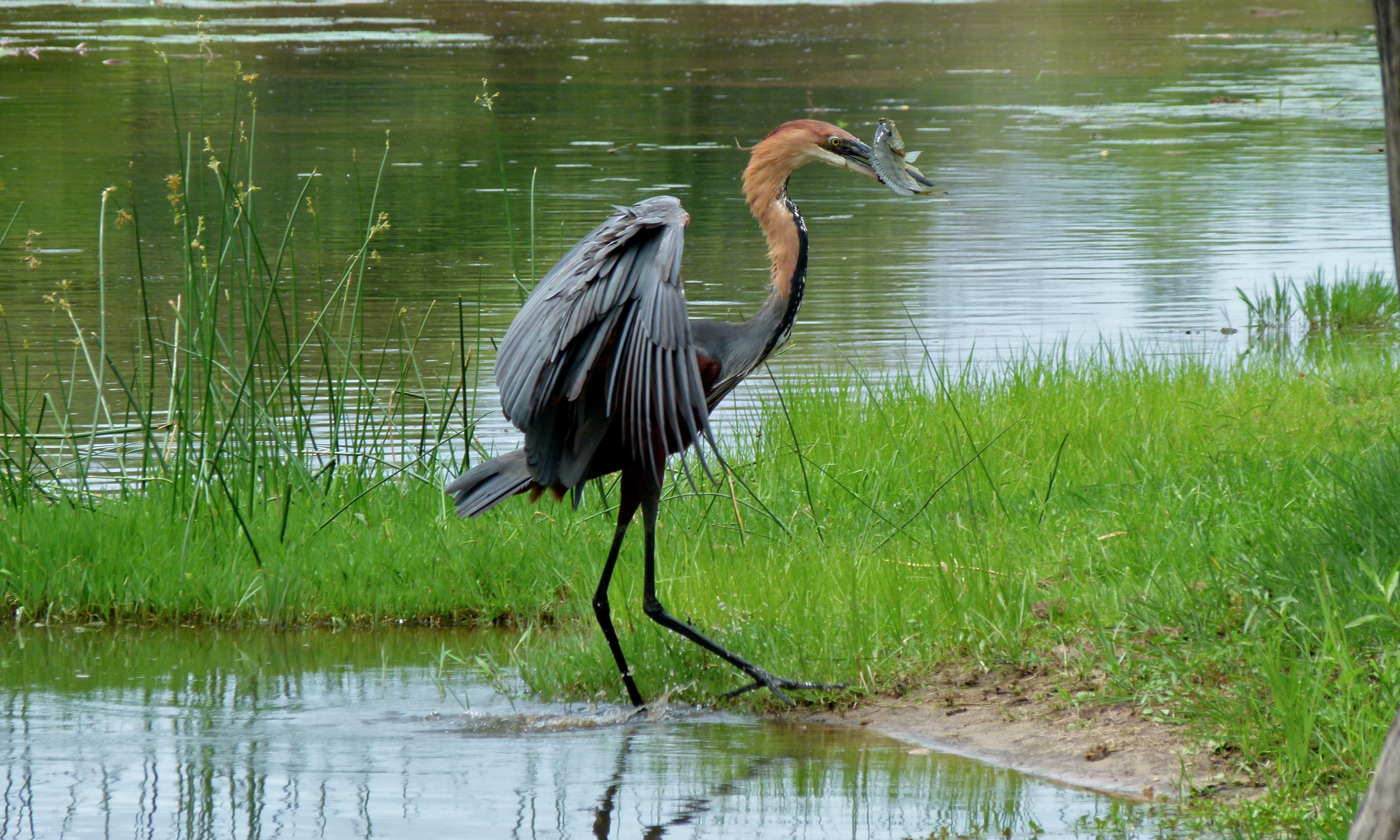 Goliath Heron (Ardea goliath) (6012547126).jpg