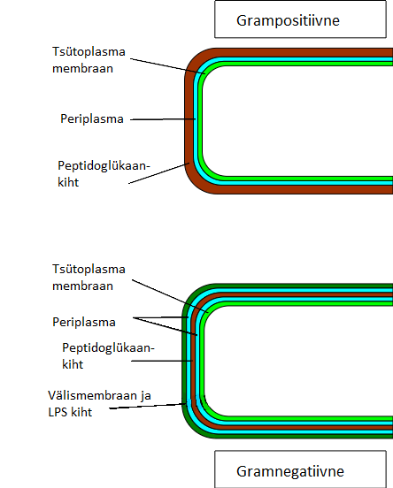 File:Grampositiivse ja gramnegatiivse bakteri rakuseina erinevused ja sarnased.png