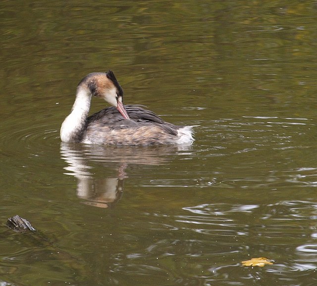 File:Great Crested Grebe, Stover - geograph.org.uk - 579379.jpg