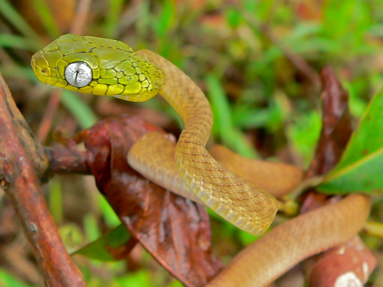 Green Cat Snake (Boiga cyanea) (6959616822).jpg