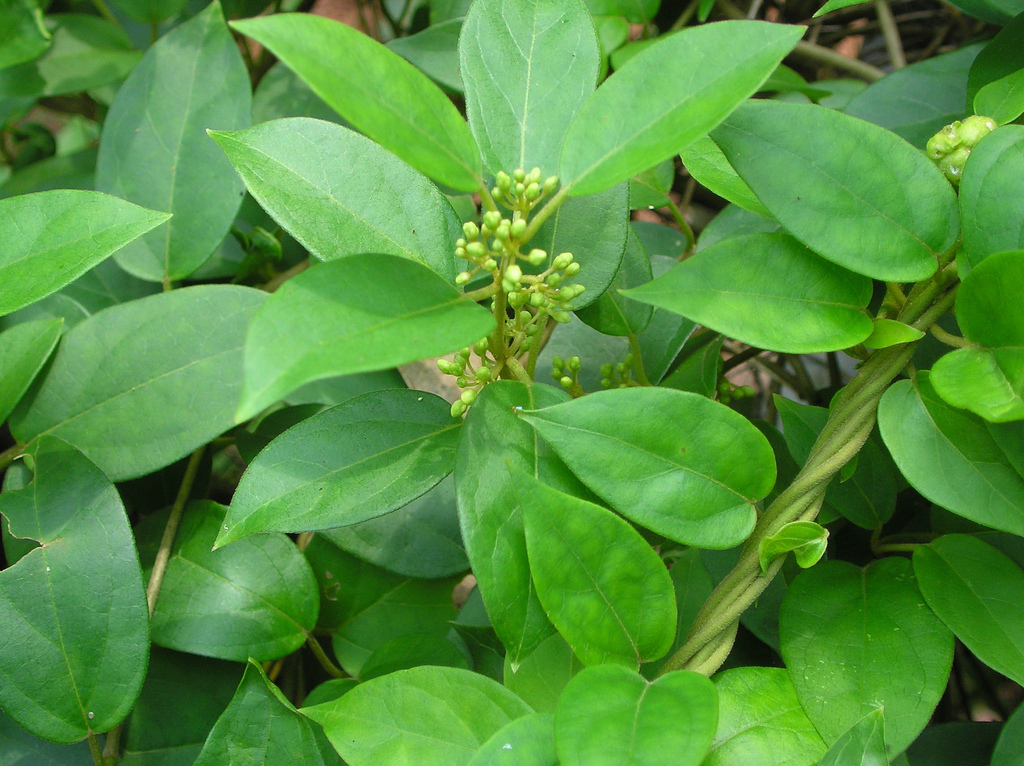 Gymnema Sylvestre Wikipedia