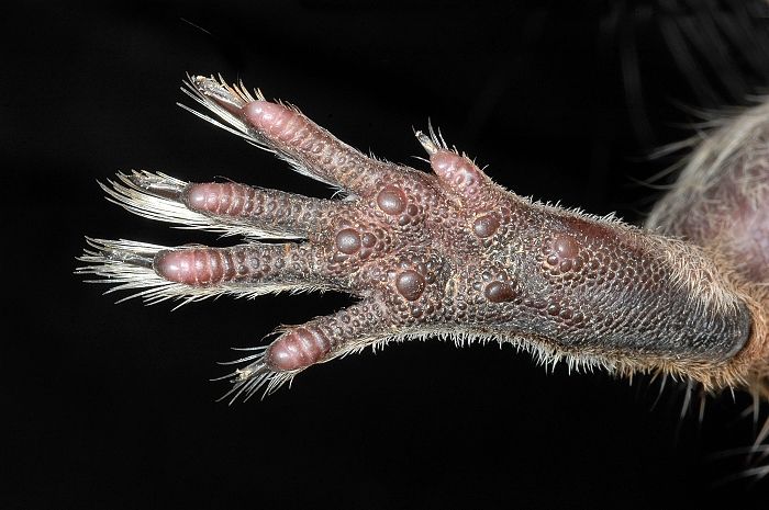 File:Hind paw of Octodon degus.jpg - Wikimedia Commons