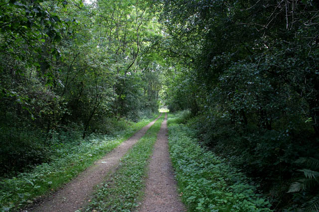 File:In Treswell Wood - geograph.org.uk - 545423.jpg