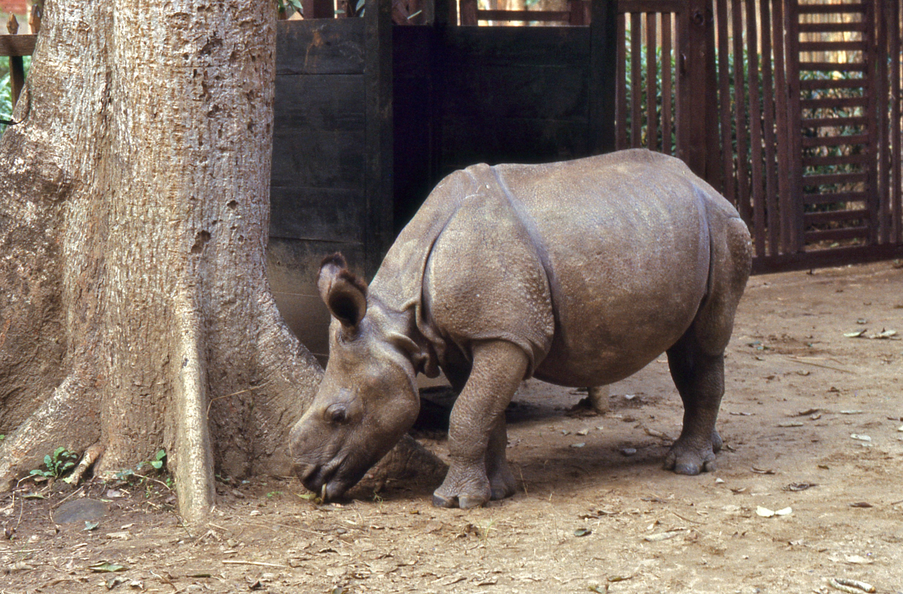 Indian Rhino (Rhinoceros unicornis) young orphan reared by the guards ... (20516705166).jpg