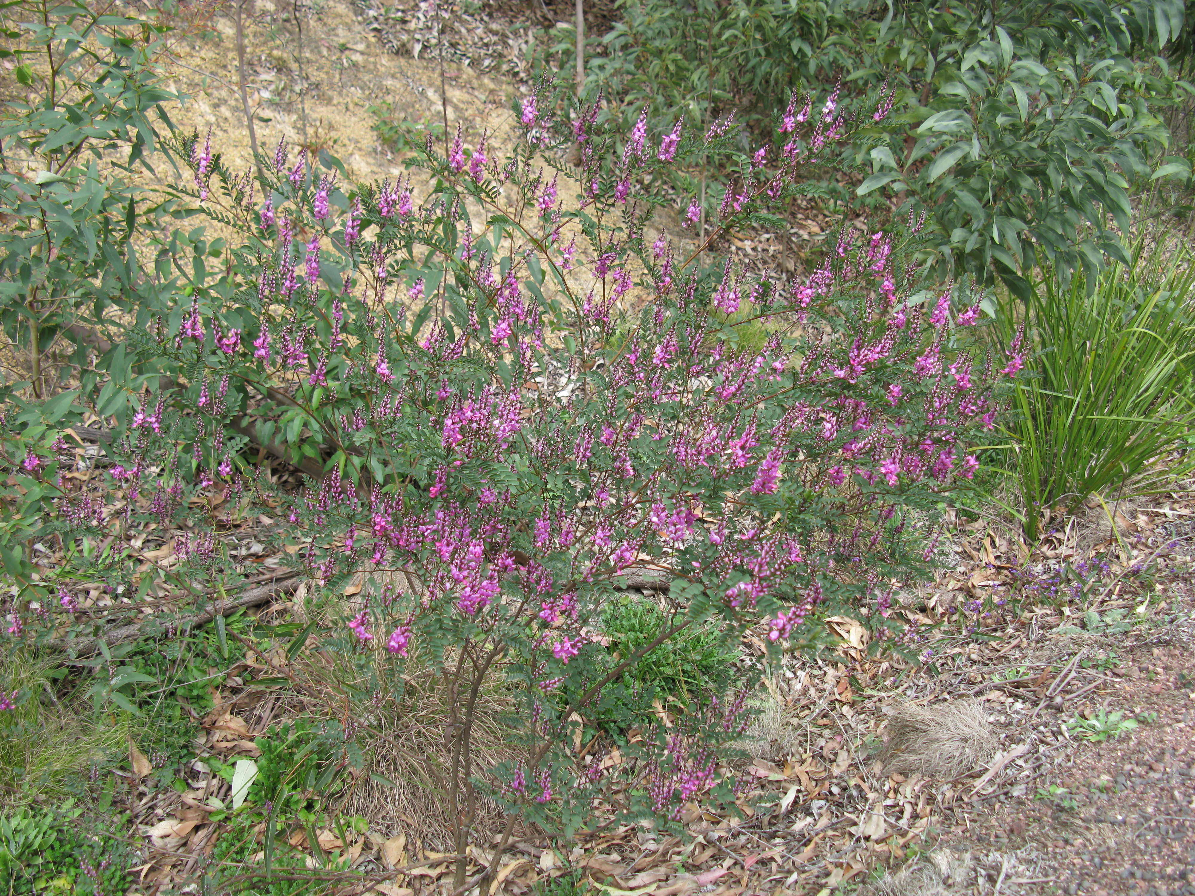 Acacia-dealbata-in-flower.jpg