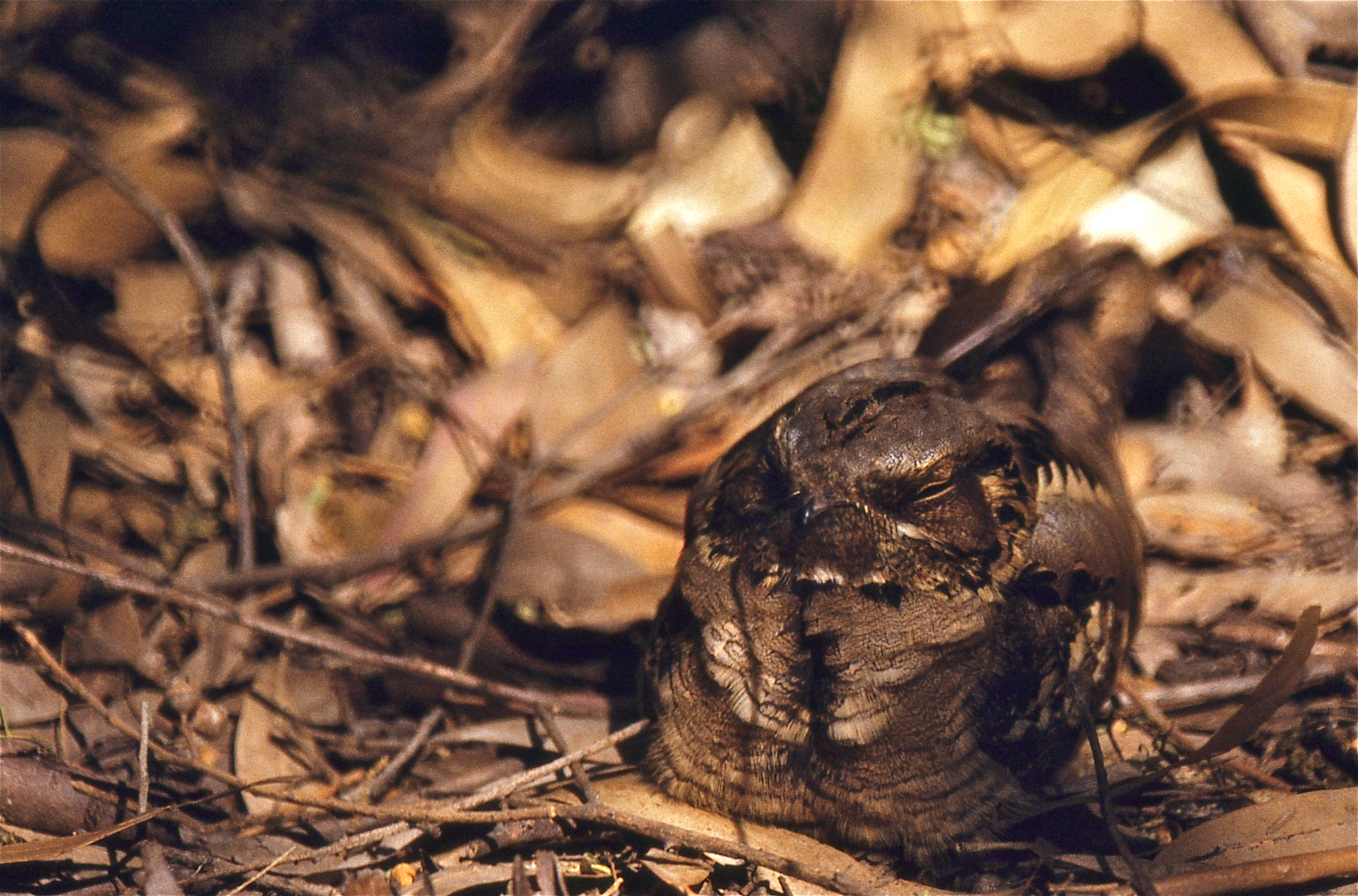 Large-tailed Nightjar (Caprimulgus macrurus) (20802184122).jpg