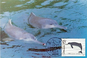 File:Lianlian and Zhenzhen, two Chinese River Dolphins.jpg