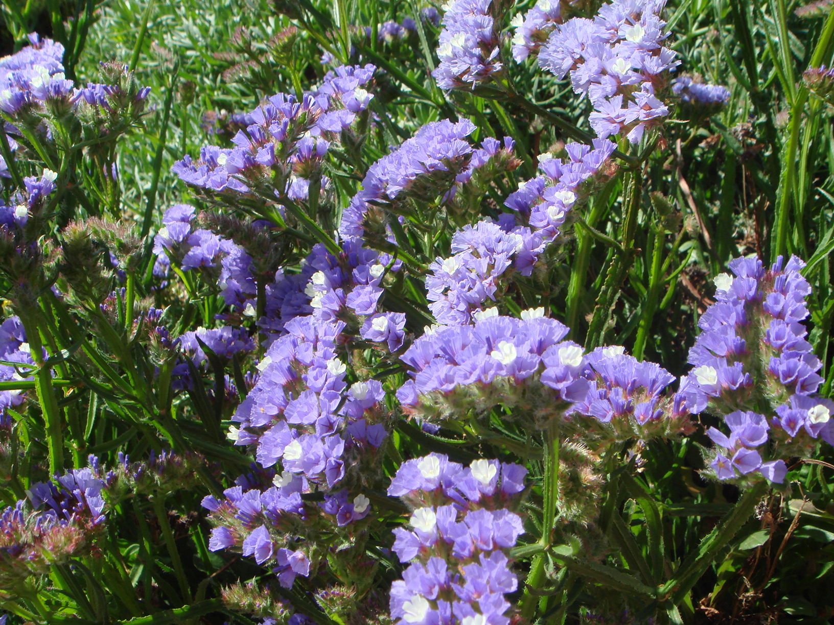 Limonium sinuatum - Wikipedia, la enciclopedia libre