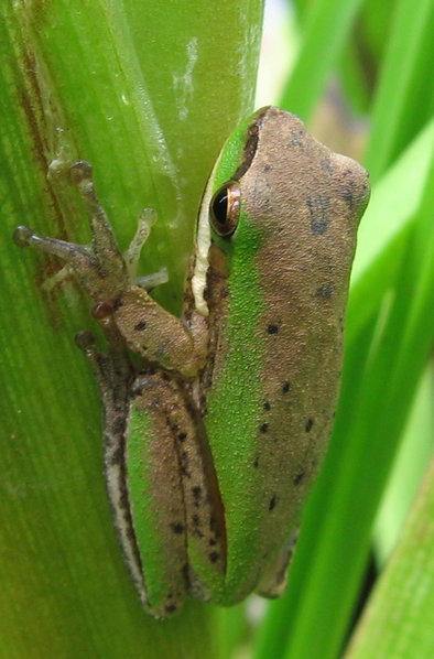 File:Litoria fallax bi.jpg