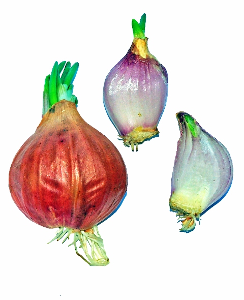 File:Little Red Onion.jpg