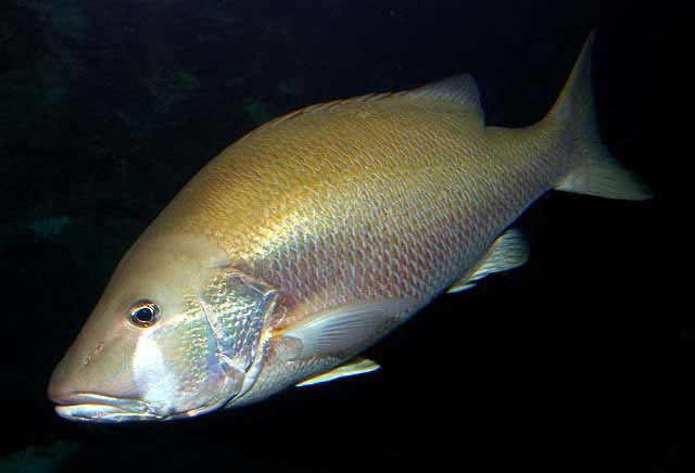 Cubera Snapper  National Geographic