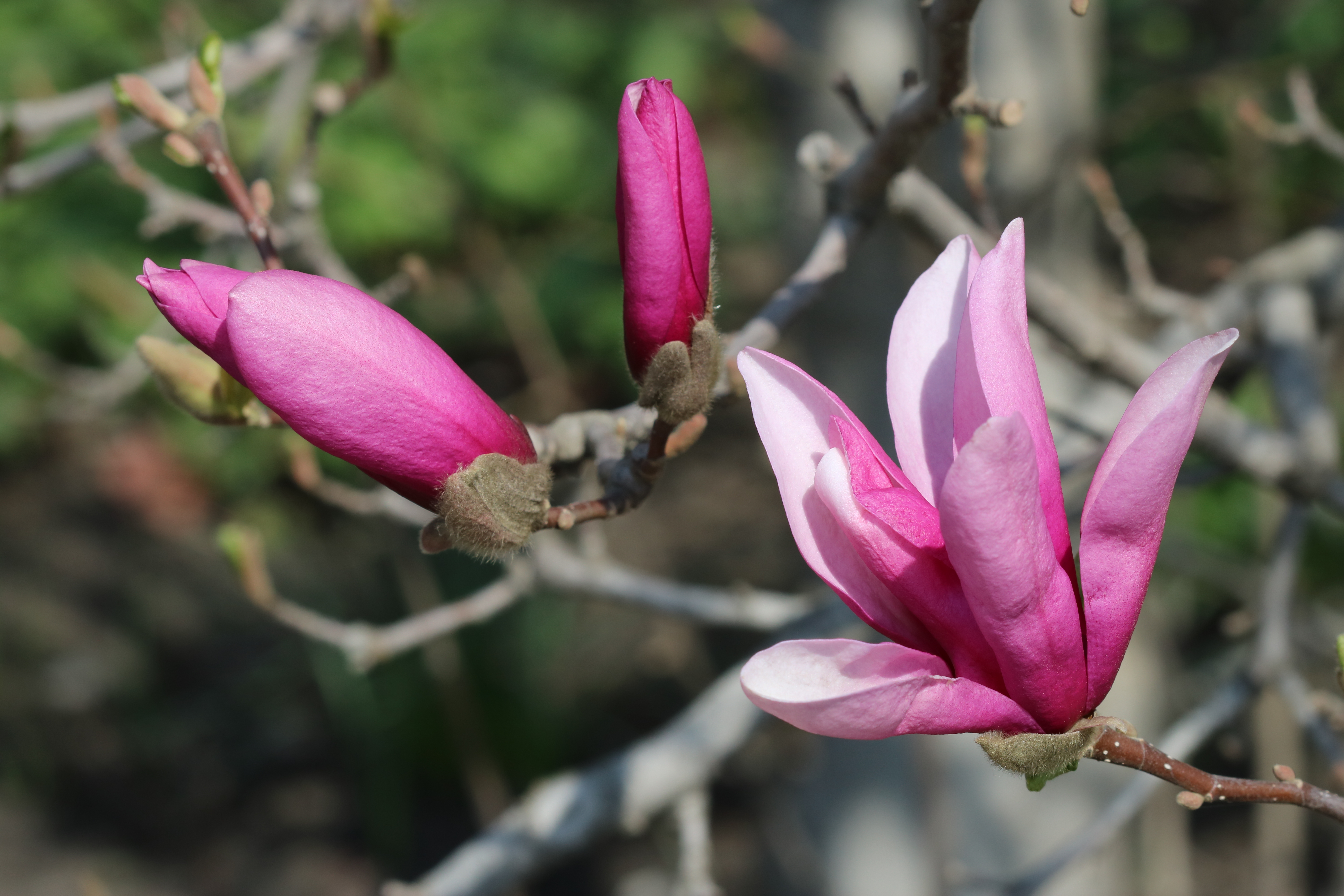 File:Magnolia liliiflora 2018  - Wikimedia Commons