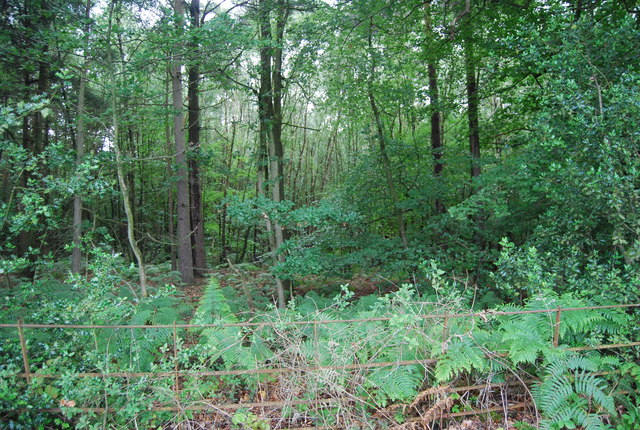 File:Mereworth Woods - geograph.org.uk - 2644578.jpg