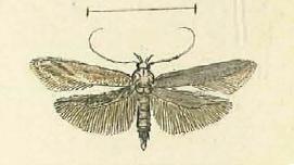 <i>Metzneria tenuiella</i> Species of moth