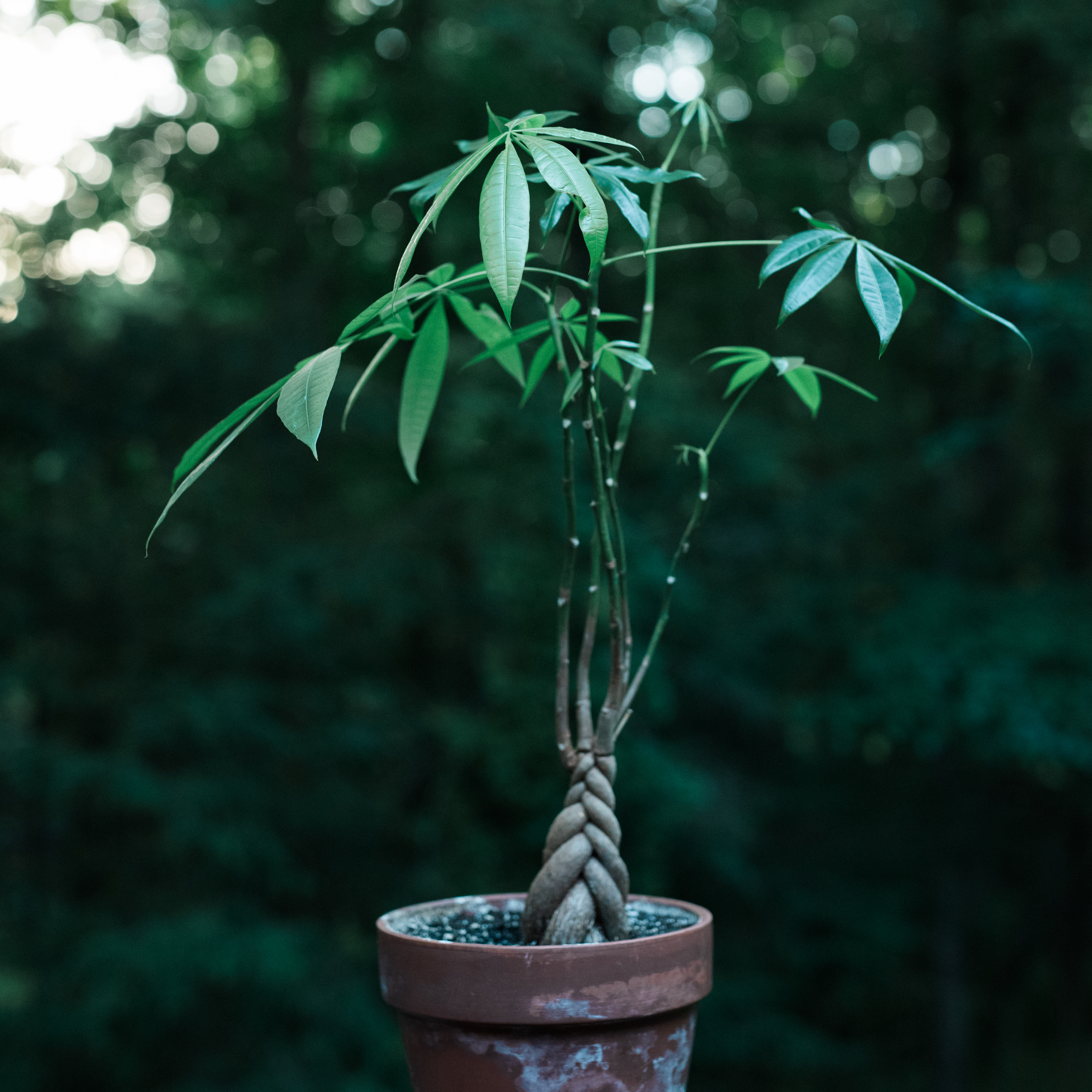 money tree plant fruit