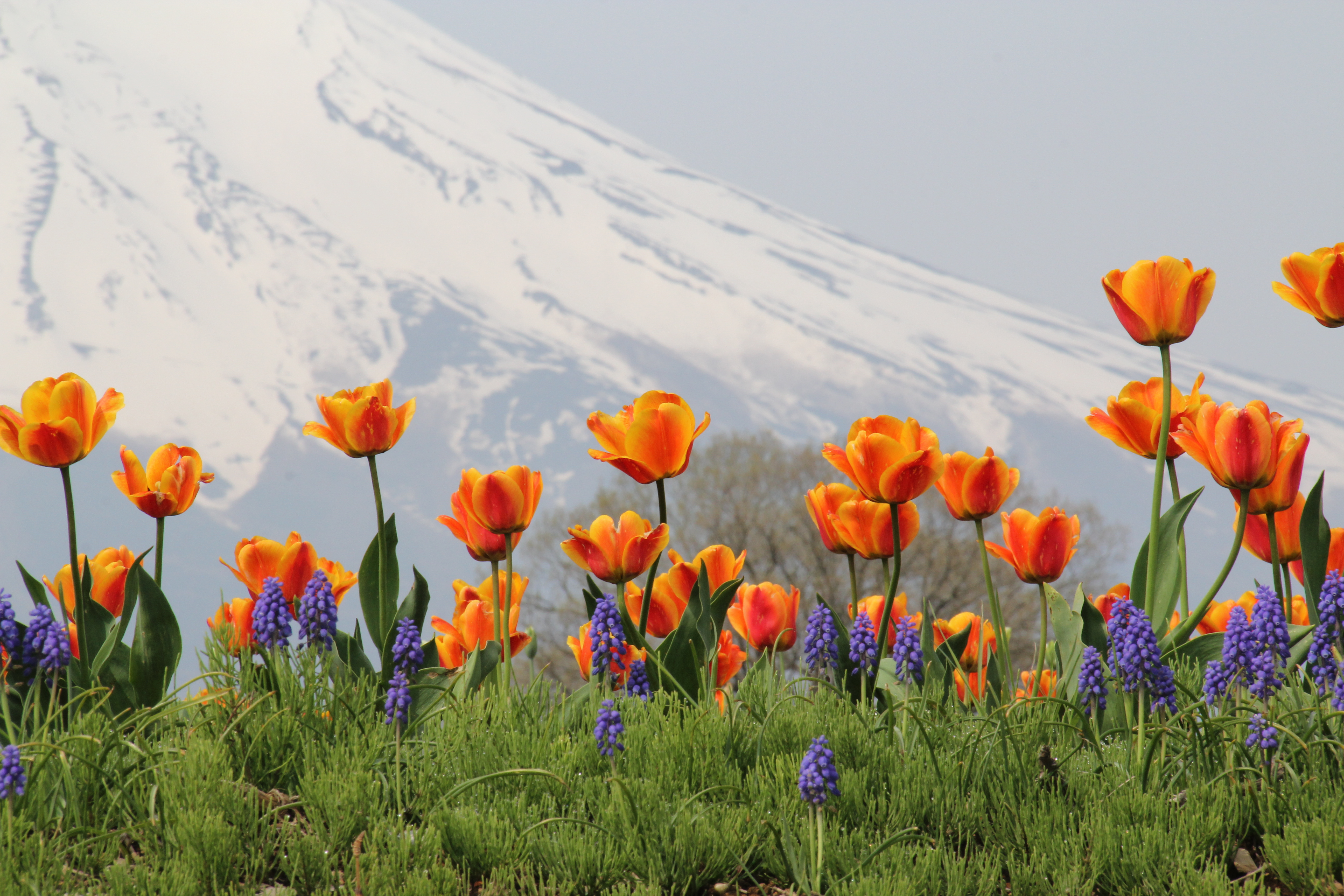 Цветение тюльпанов в горах Алатау