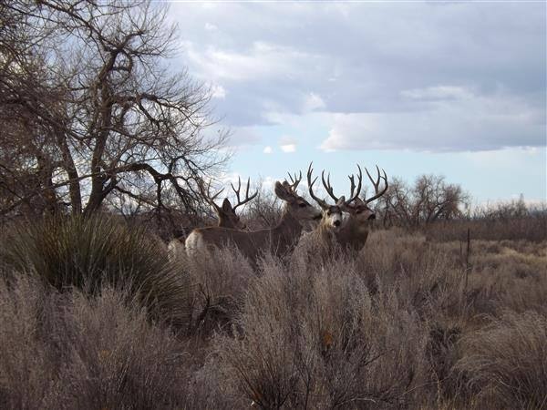 File:Mule Deer Bucks at the Rocky Mountain Arsenal NWR (12368020133).jpg