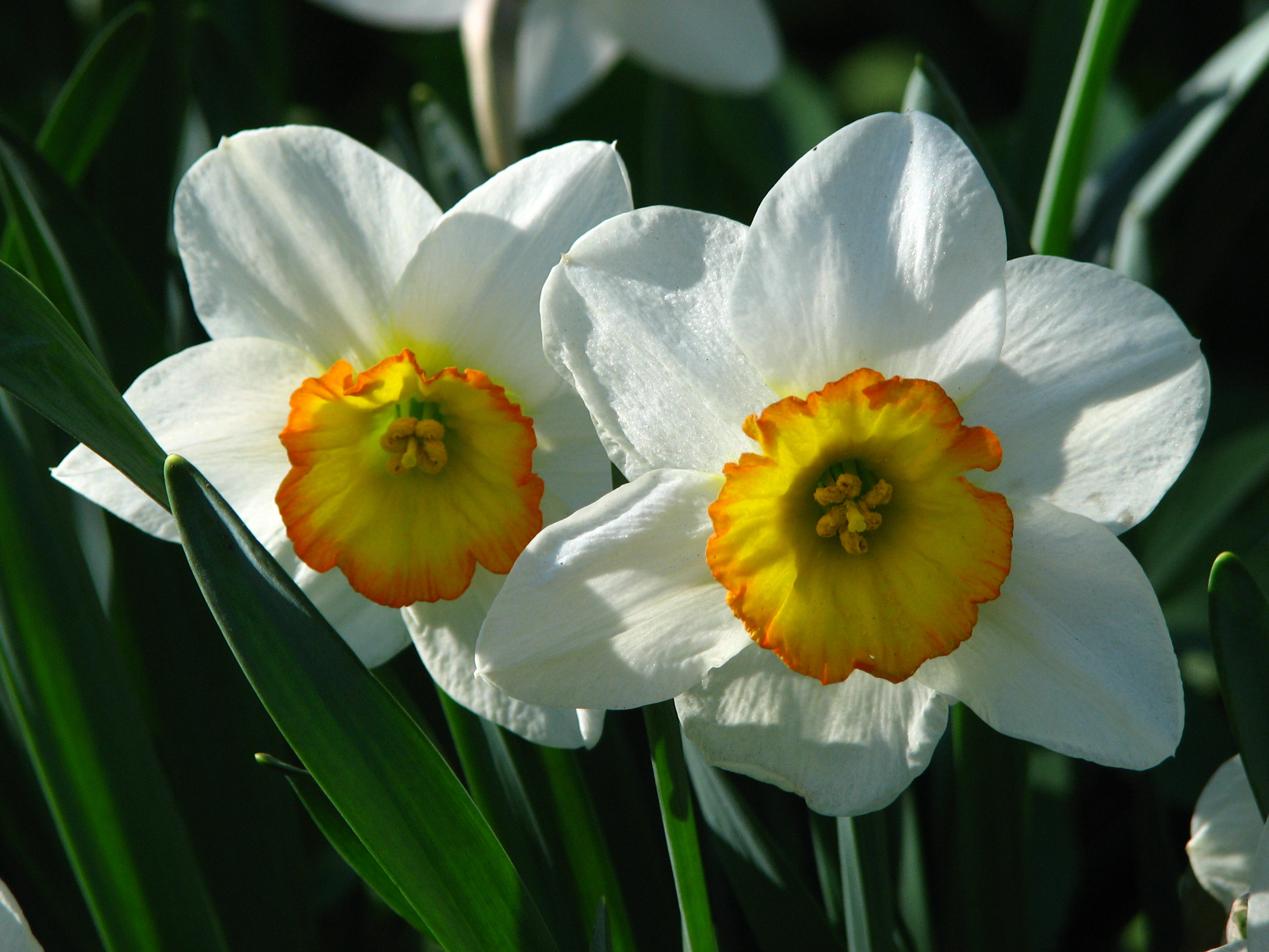 Нарцисс. Нарцисс Флауэр рекорд. Нарцисс (Narcissus). Нарцисс Flower record. Нарцисс Электрус.