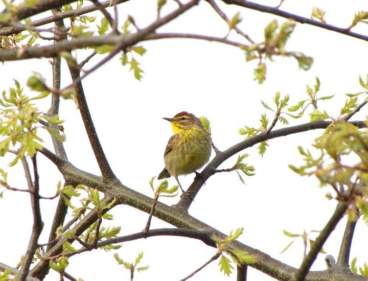 File:Palm warbler (5799906112).jpg