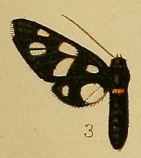 <i>Amata croceizona</i> Species of moth