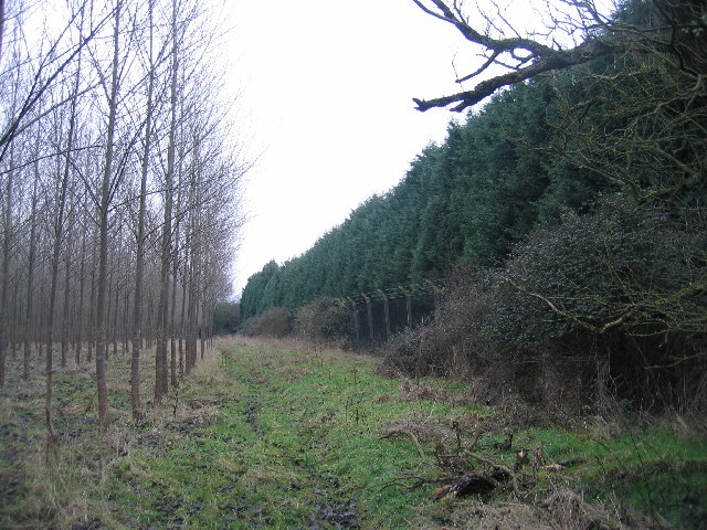 File:Plantation and Security Fence - geograph.org.uk - 106247.jpg