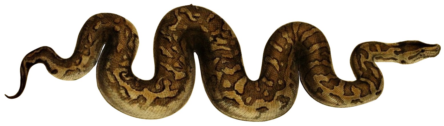 Lêer:Python natalensis Smith 1840 white  - Wikipedia