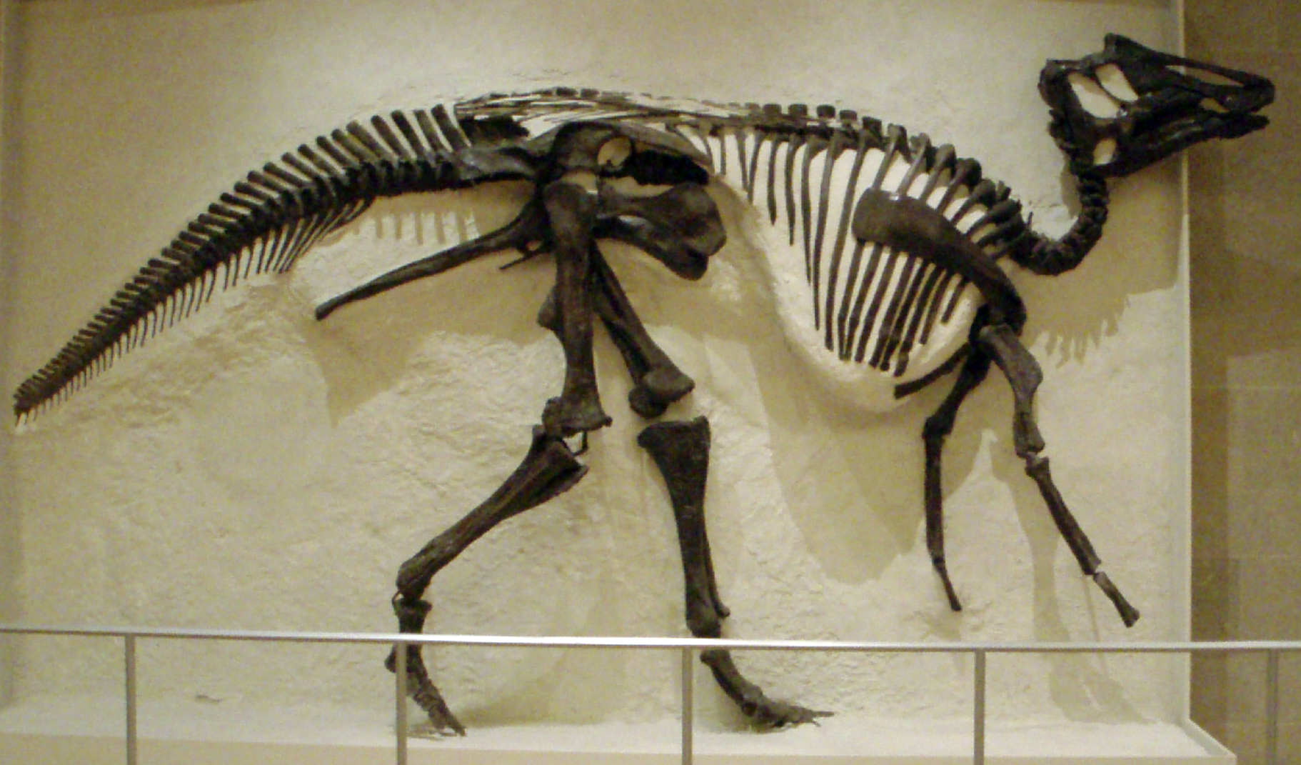 https://upload.wikimedia.org/wikipedia/commons/8/8f/ROM-HadrosaurSkeleton.png