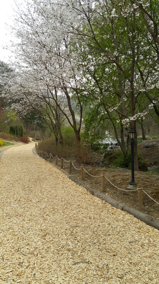 File Road Covered With Woodchips In Jade Garden Jpg Wikimedia