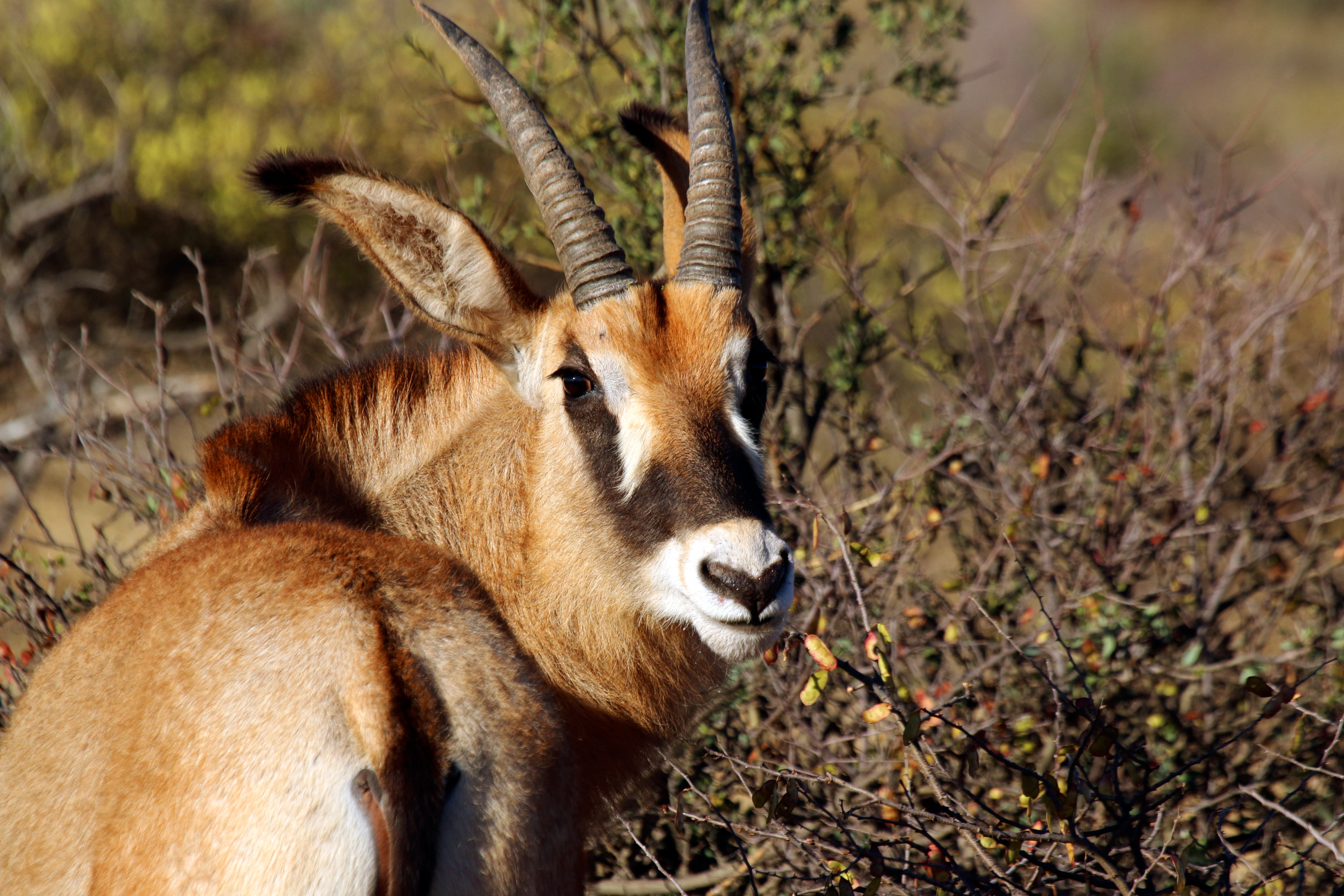 Антилопа из африки 5 букв. Антилопа Роан. Roan Antelope Африка. Антилопа нильгау. Антилопа Ньяла в Саванна.