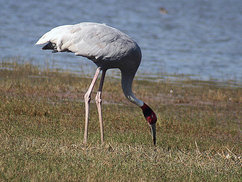 File:Saus Crane I IMG 8663.jpg