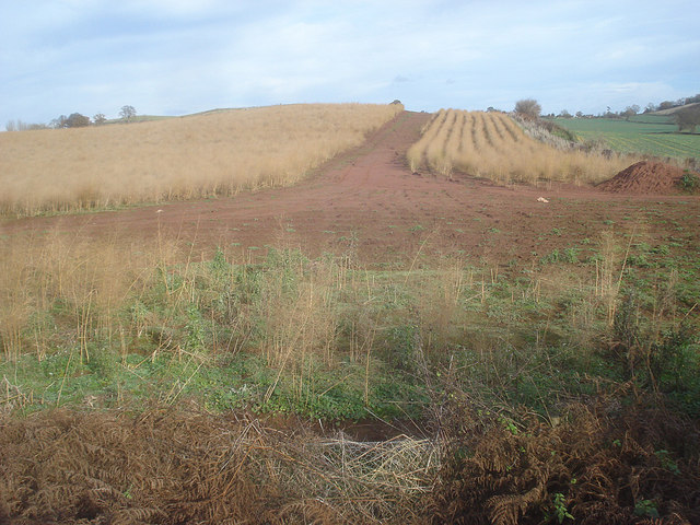 File:Sea of grass - geograph.org.uk - 1151023.jpg