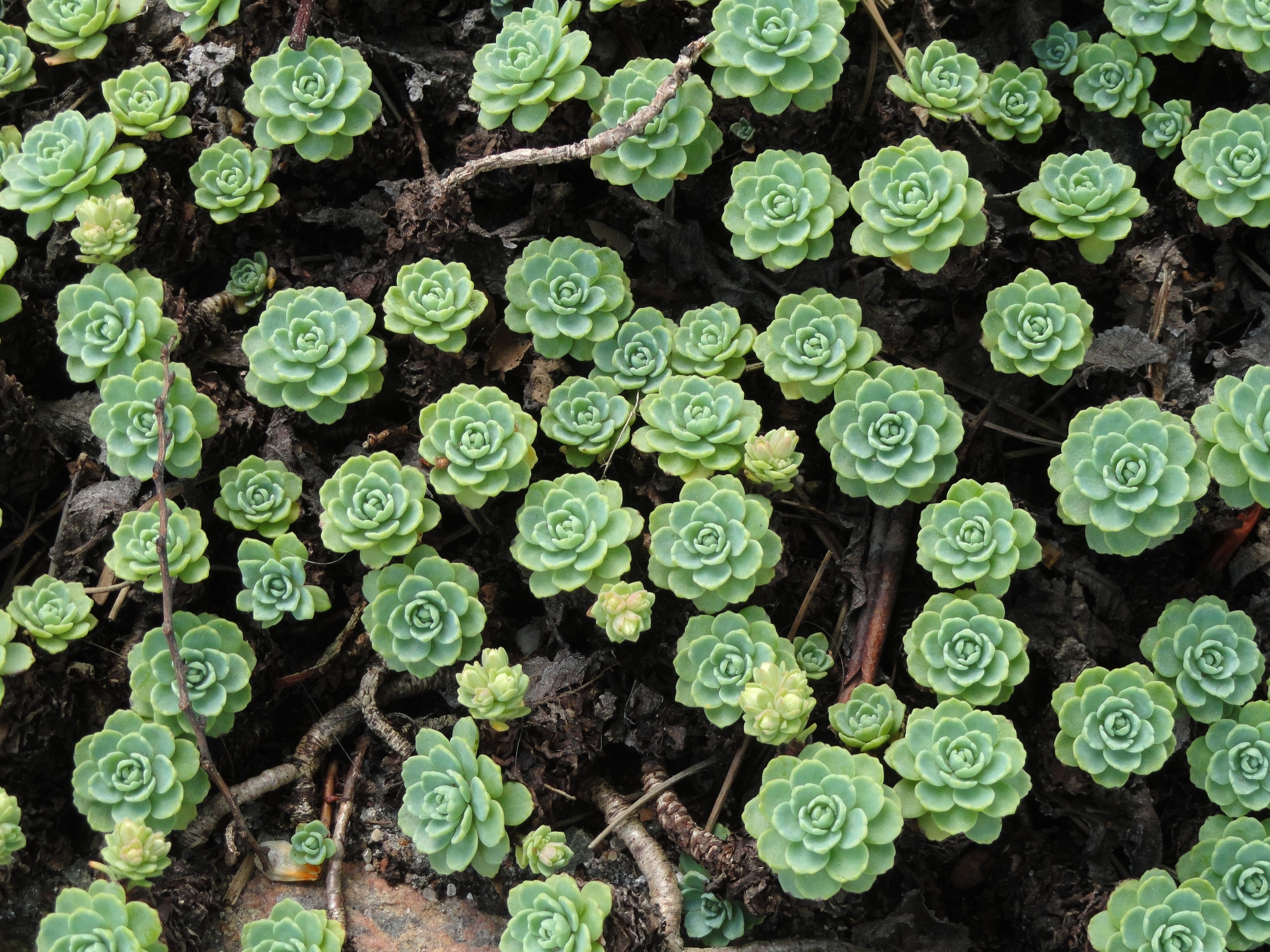 Очиток толстоветвистый Sedum pachyclados