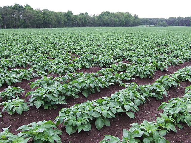 File:Spuds, Spuds, and more Spuds. Shropshire - geograph.org.uk - 436311.jpg