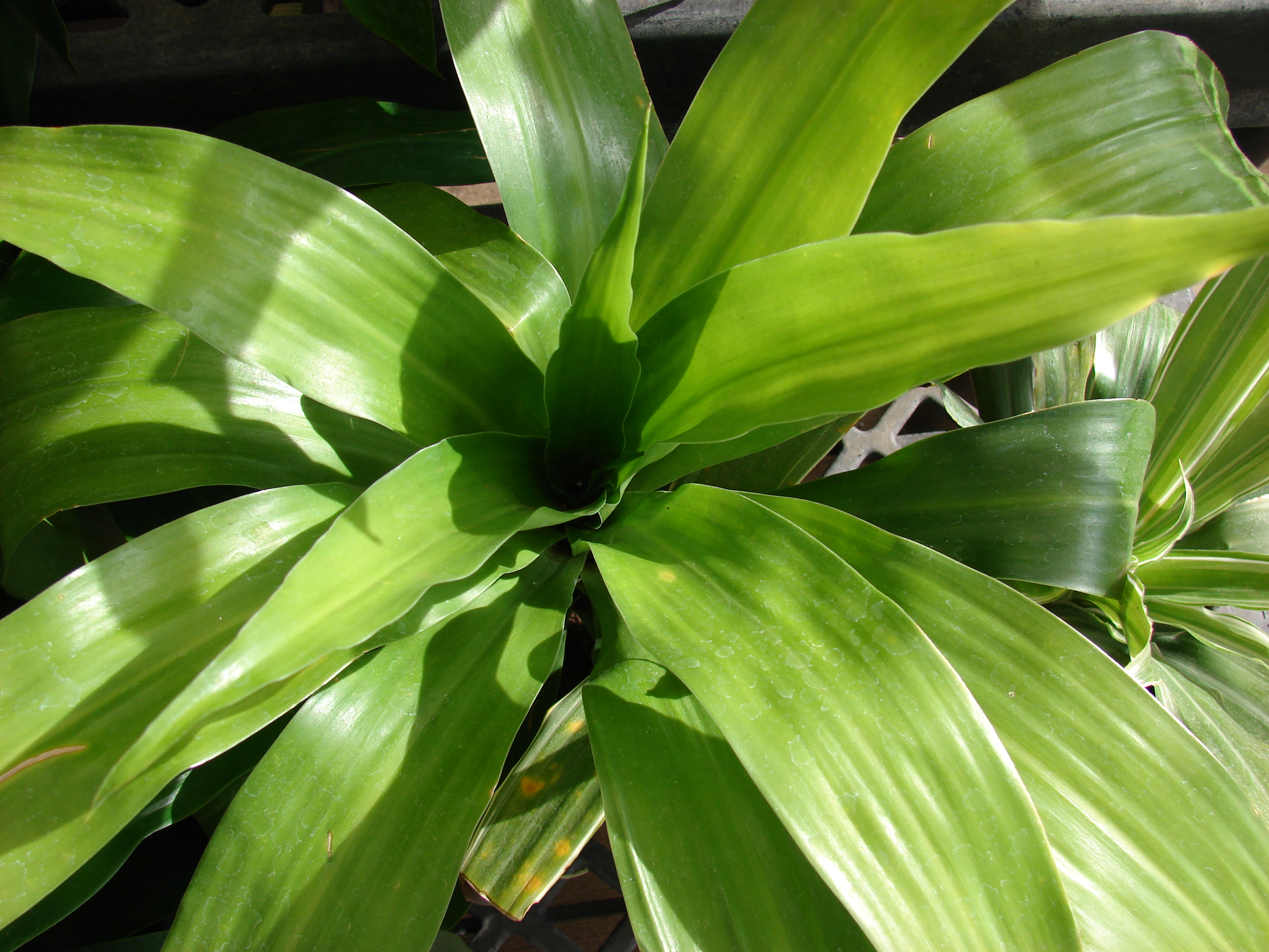 Драцена виды фото и названия. Драцена душистая (Dracaena fragrans). Юкка Драцена душистая. Драцена зеленая. Драцена Улисс.