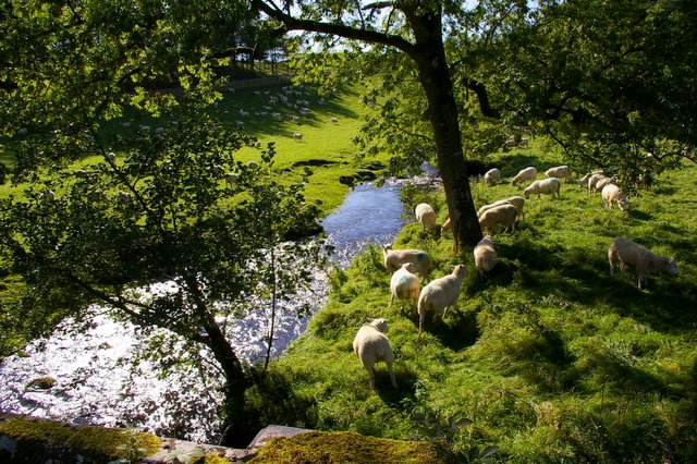 File:Sunnygill Beck - geograph.org.uk - 242396.jpg