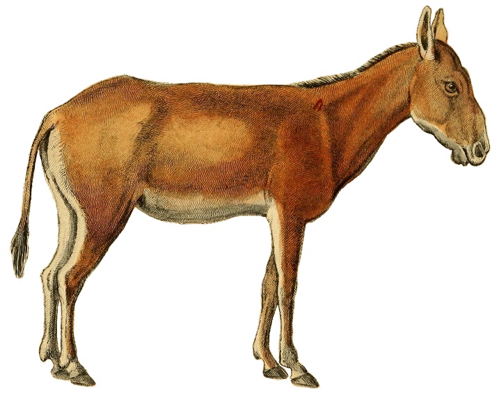 File:The natural history of horses (Plate XIX) cropped.jpg