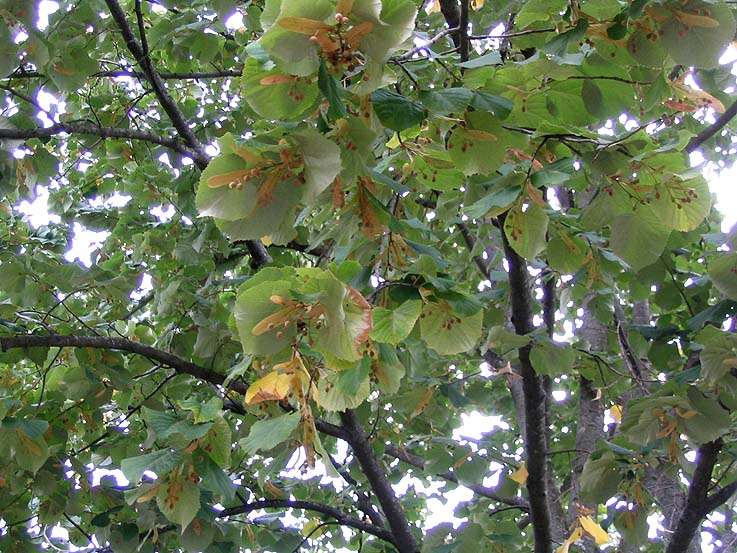 Tilia — Wikipédia