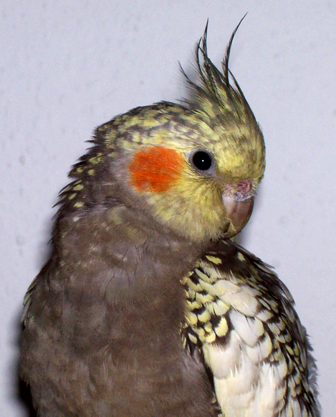 2 month old cockatiel