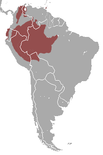 Distribución del capuchino de frente blanca