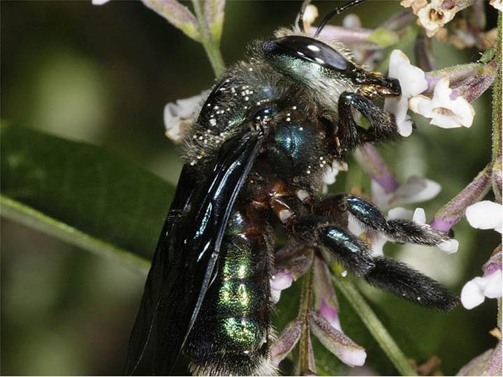 File:Xylocopa aeratus male.jpg