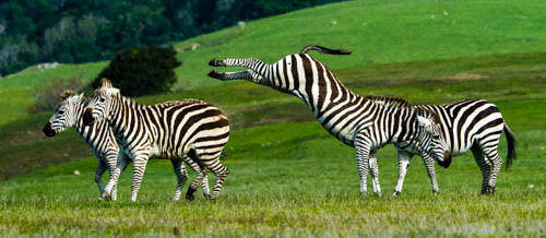 File:Zebra Kick, Hearst ranch.jpg