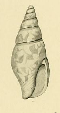 <i>Zemitrella pseudomarginata</i> Species of sea snail