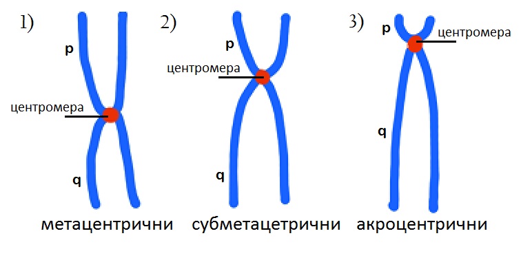 File:Врсте хромозома.jpg