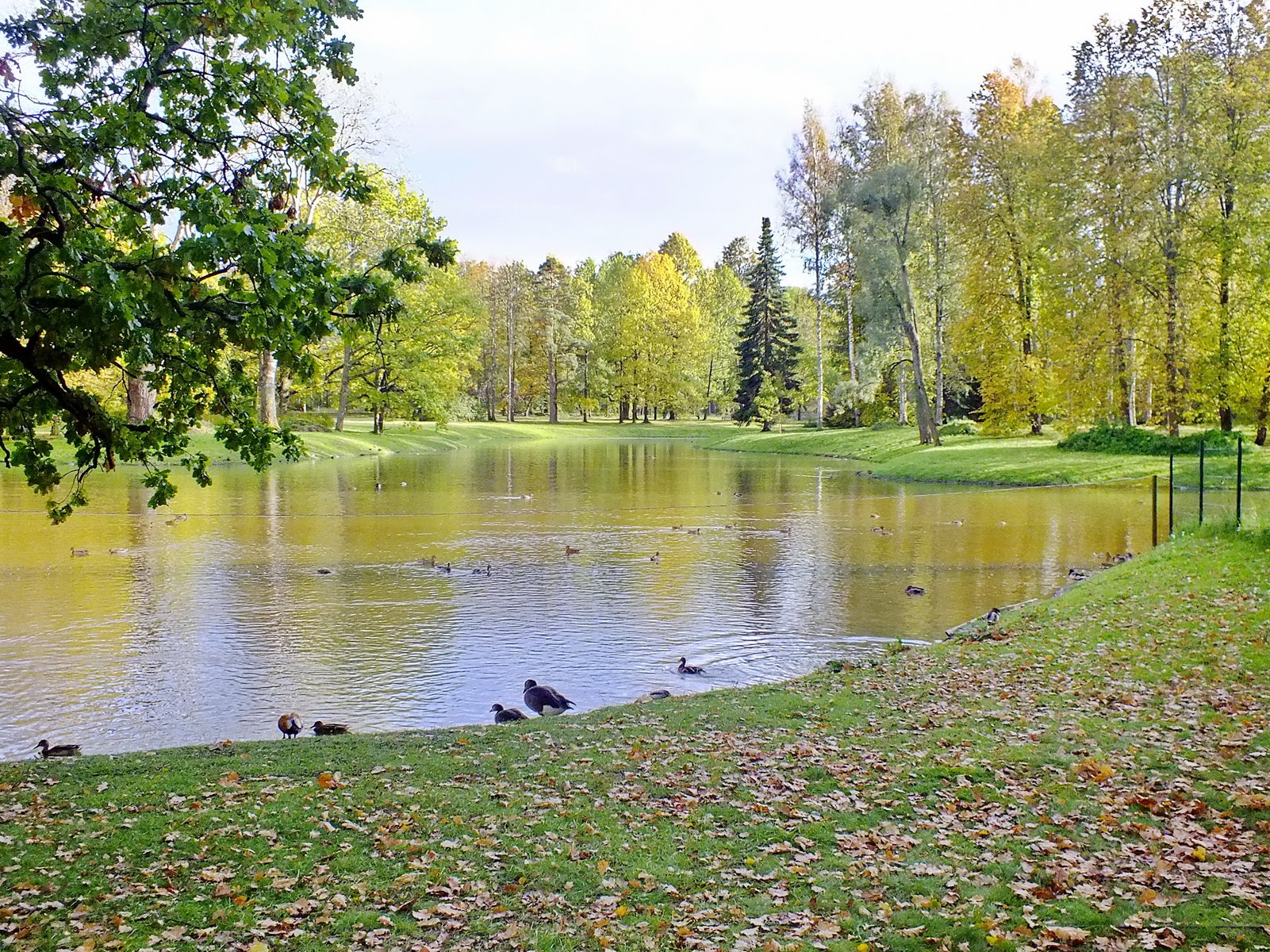 Pond 5. Карпиев пруд в Ораниенбауме. Верхний пруд Ломоносов.